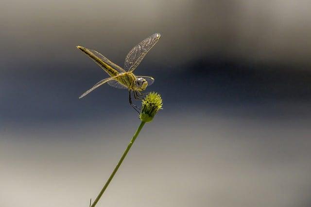 生物自主學習可以做什麼？